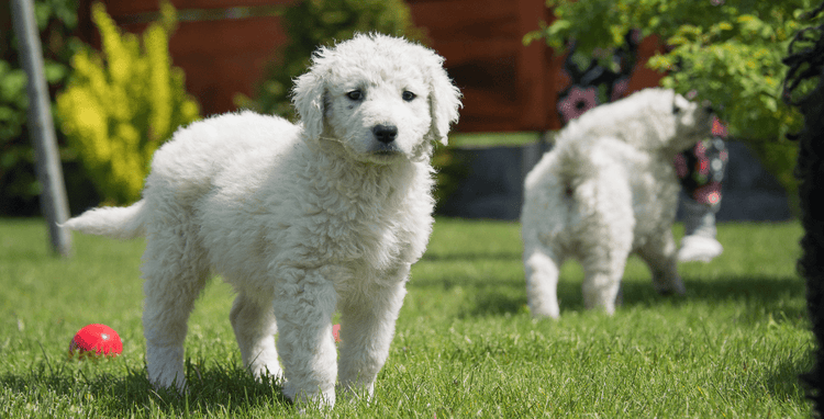 Choosing a Kuvasz Puppy
