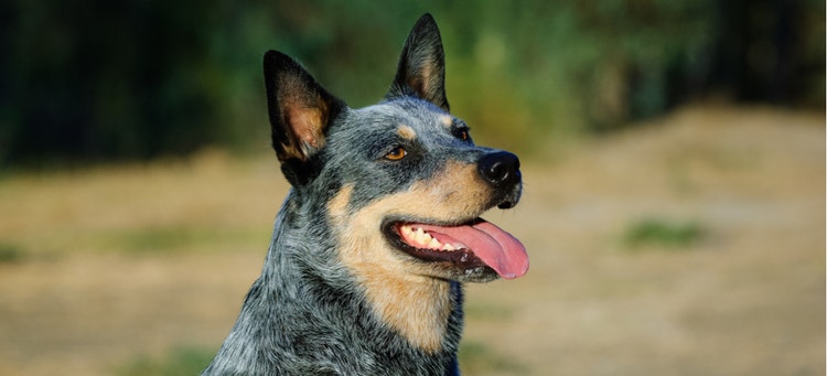 An Australian Cattle Dog smiles for the camera.