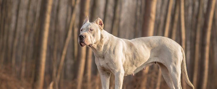 A Dogo Argentino stands in a desolate forest.