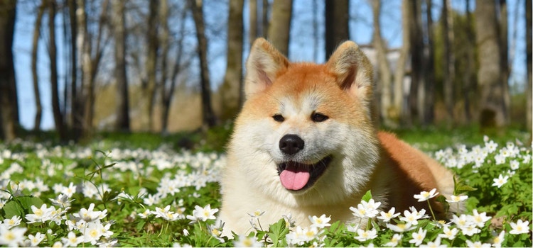 An Akita rests in a field of daisies.