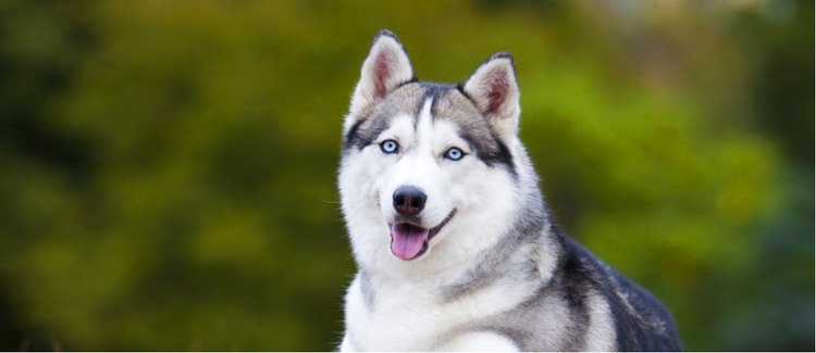 A portrait of a smiling Siberian Husky.