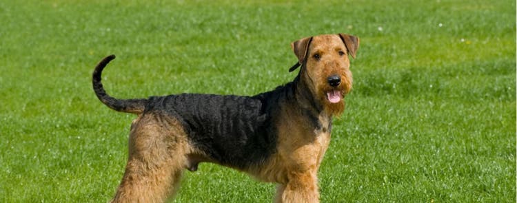 Everything you need to know about Airedale Terriers.