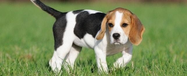 names for beagles