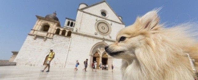 religion inspired dog names