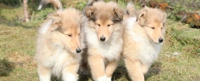 Three young collies.