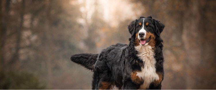 A Bernese Mountain Dog poses in the woods for a portrait.