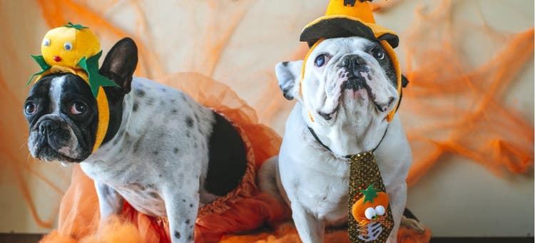 What Halloween Themed Dog Names would you give these spooky pups?