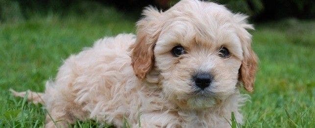 names for cavapoo dogs