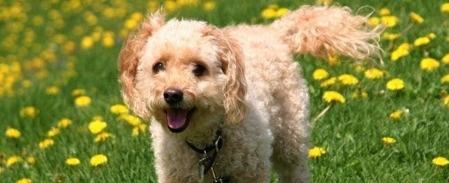 names for cockapoo dogs