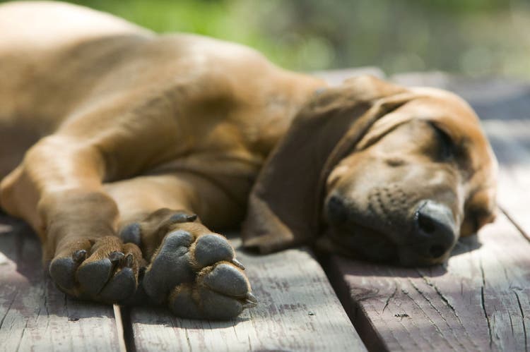 do dogs die in their sleep