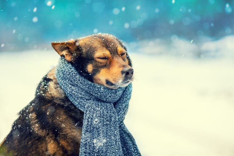 how long can a dog be outside in the cold