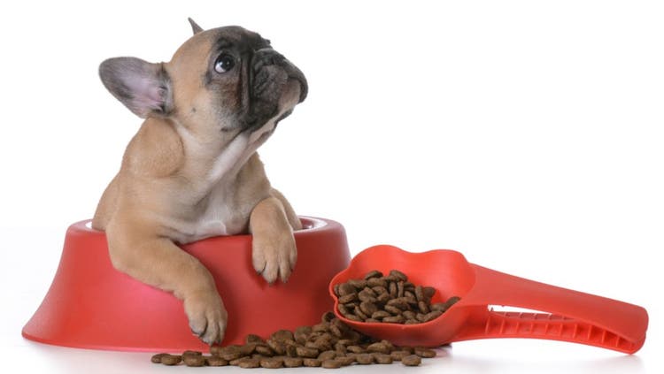 Puppy Food