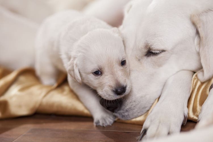 do puppies need to be vaccinated before having contact with other dogs