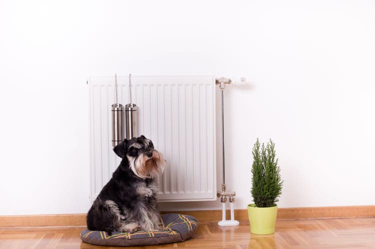 dangers of plug-in air fresheners