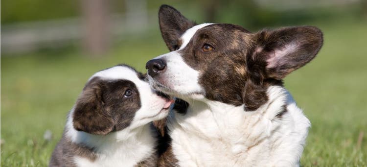 An adult Welsh Corgi dog resting with its puppy.