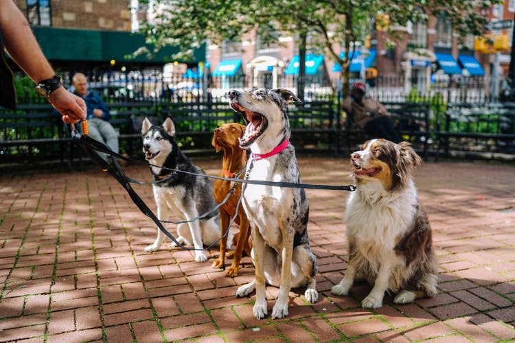 Summer hazards in dogs.