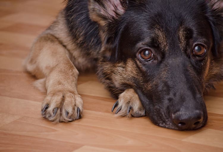 is panting normal after birth in dogs