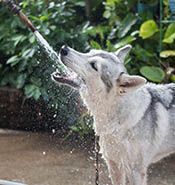 Water hose for best sale dogs