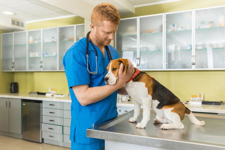 dogs urine smells bad