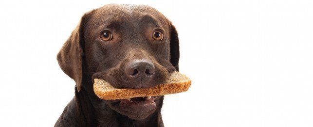 dog just ate bread