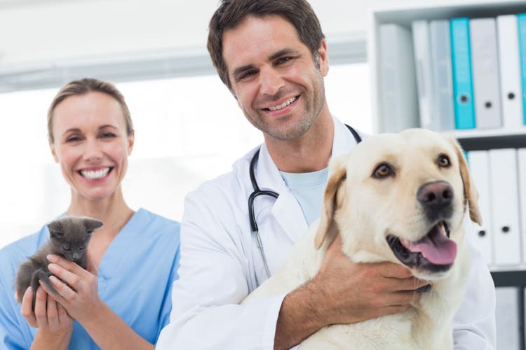 Acepromazine for dogs and cats