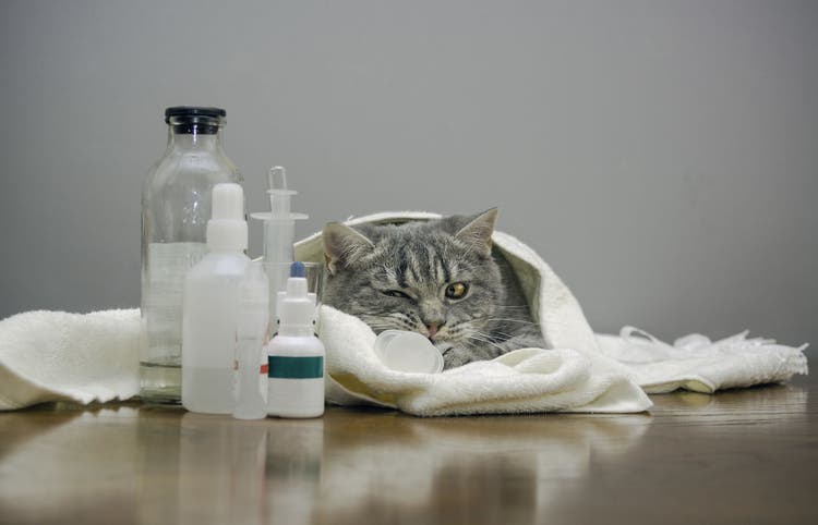 ceftriaxone for dogs and cats