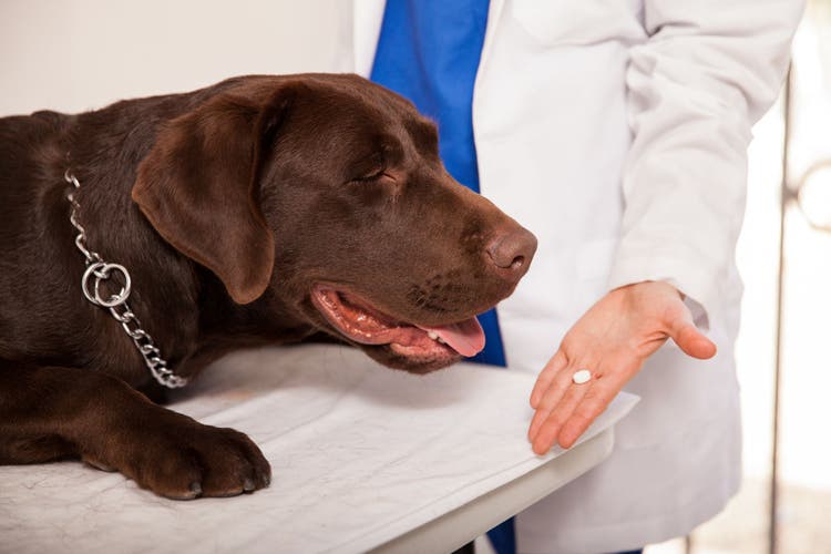 diazepam for dogs and cats
