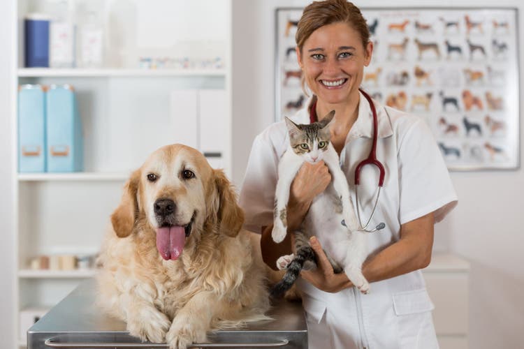 Levetiracetam uses in dogs and cats.