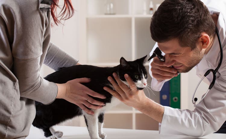 Metoclopramide for dogs and cats
