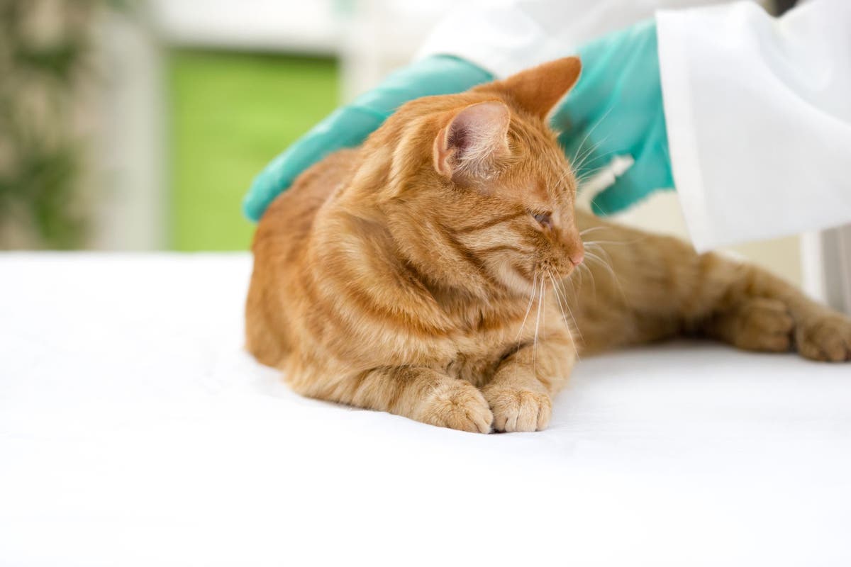 Clindamycin Antirobe Cleocin for Dogs and Cats PetPlace