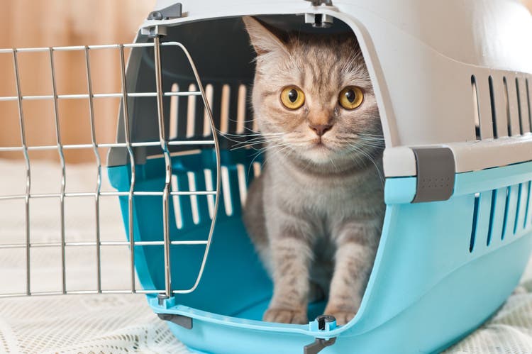 Meclizine for dogs and cats