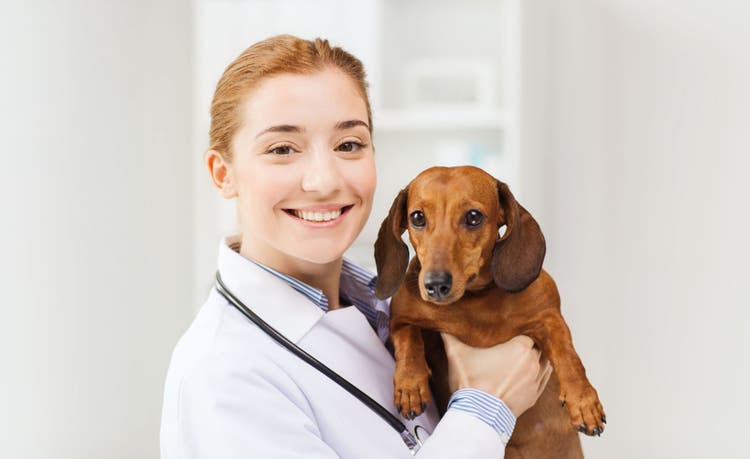 imodium for dogs and cats