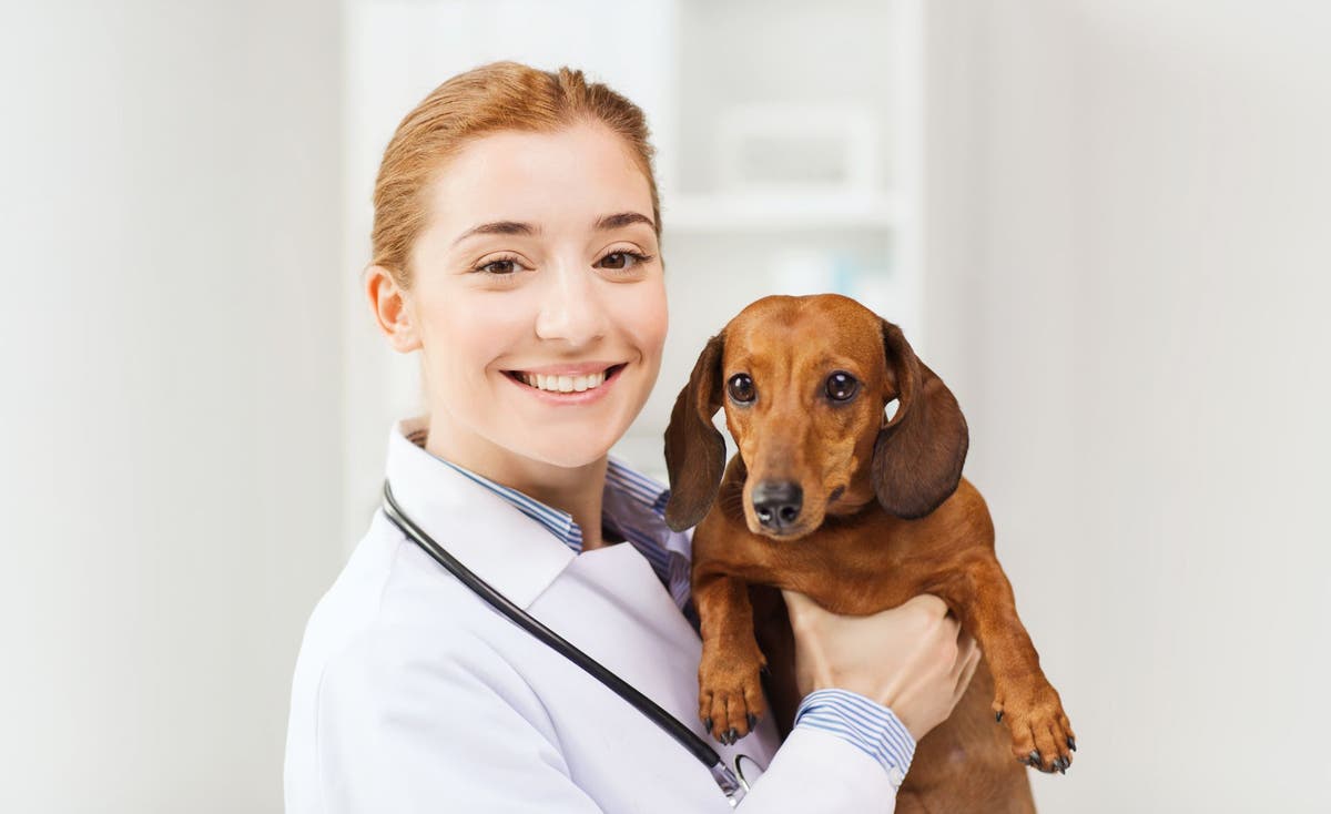 Imodium for dogs top