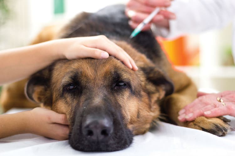 Calcium carbonate for dogs online
