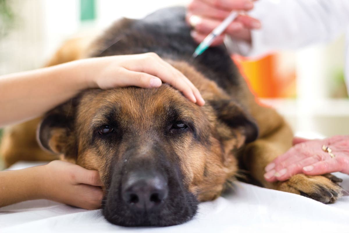 Calcium carbonate shop for dogs