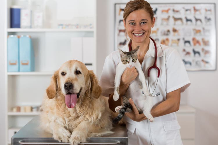 Levetiracetam Keppra for Dogs and Cats PetPlace