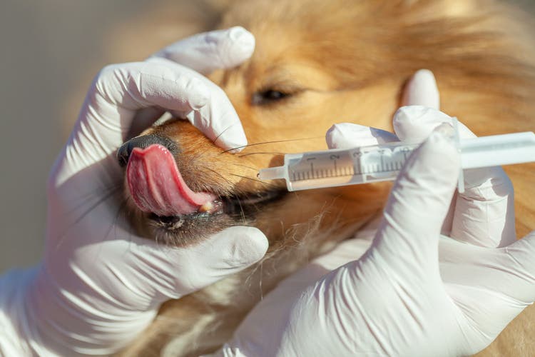itraconazole for dogs and cats