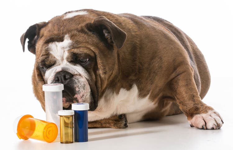 butorphanol for dogs and cats