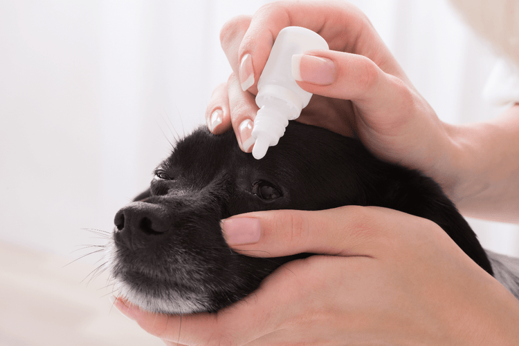 Artificial Tear Solutions for Dogs and Cats PetPlace