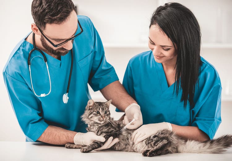 phenobarbital for dogs and cats