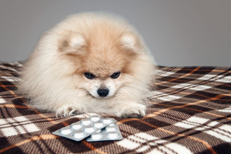 medroxyprogesterone for dogs and cats
