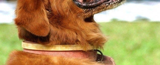 Imidacloprid Flumethrin Seresto Flea Tick Collars PetPlace