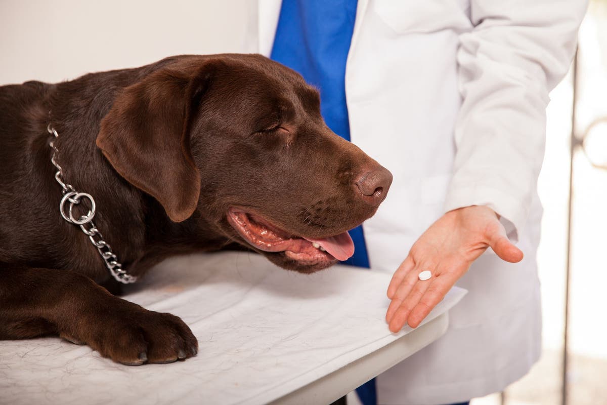 Diazepam Für Hunde Kaufen
