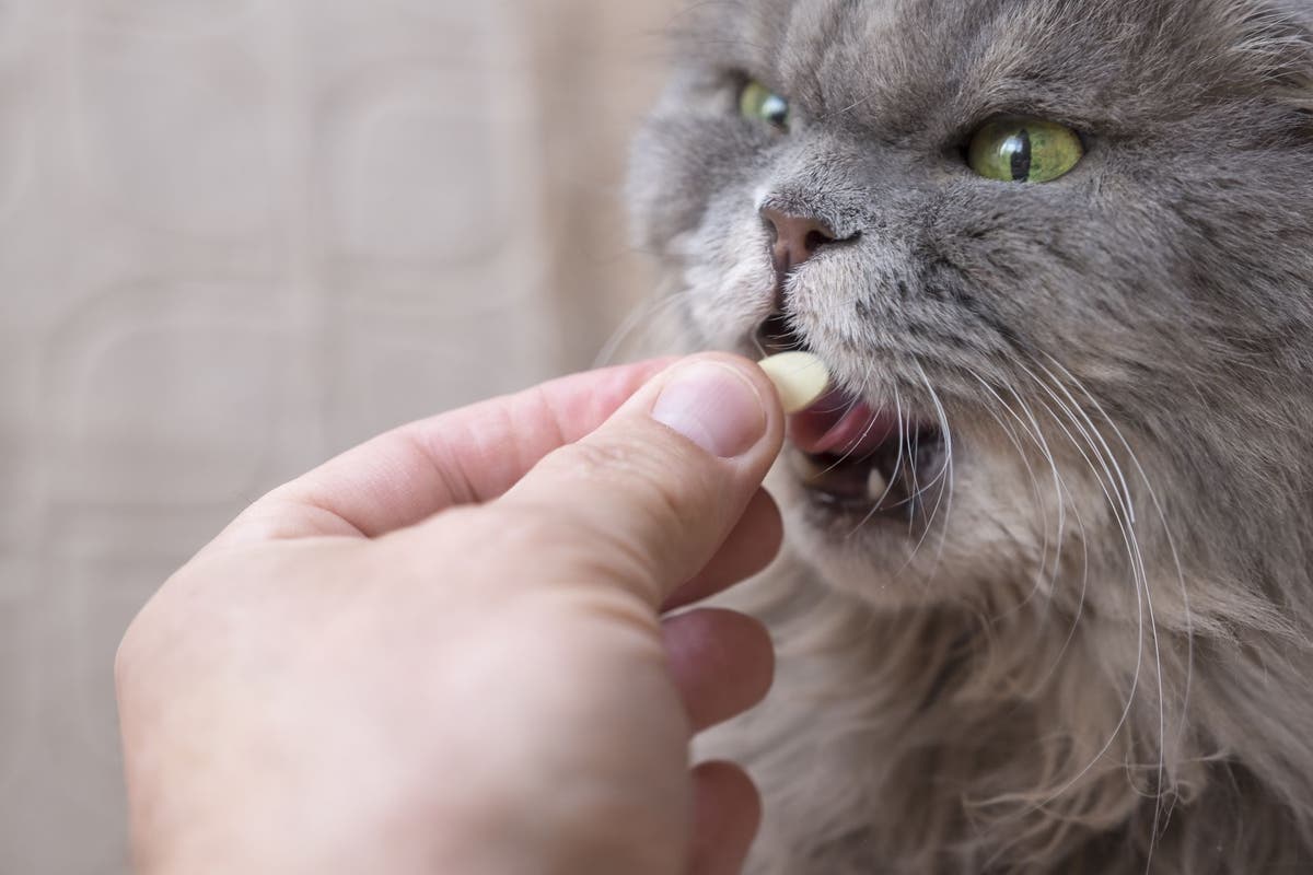 Vitamin B12 for Dogs and Cats PetPlace