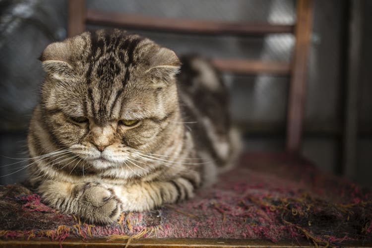 ketamine for dogs and cats