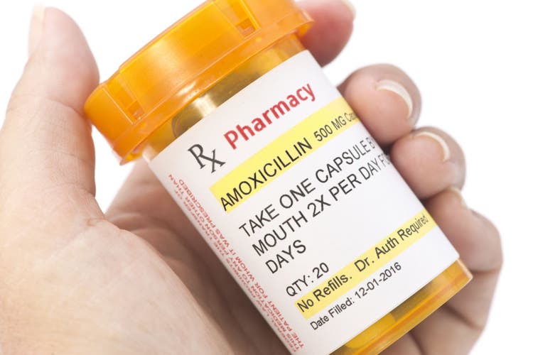 amoxicillin for dogs and cats