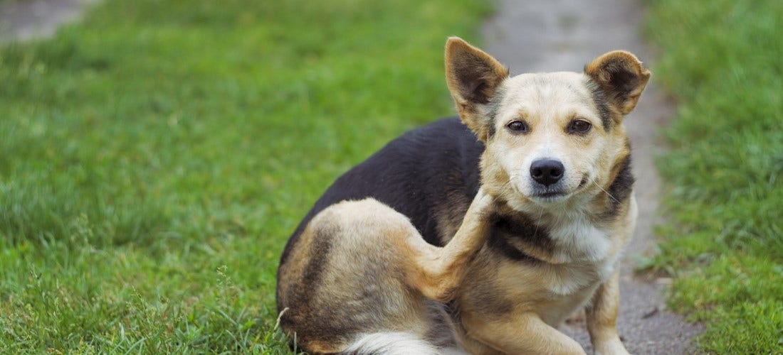 Allegra for Dogs and Cats PetPlace