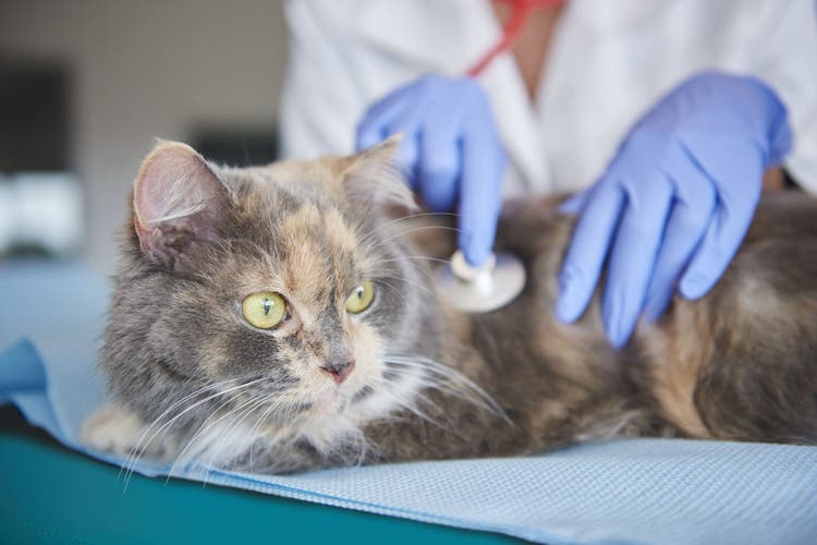 Trimethoprim for dogs and cats