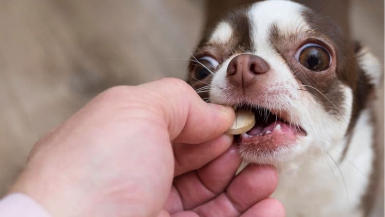 Codeine for Cats and Dogs
