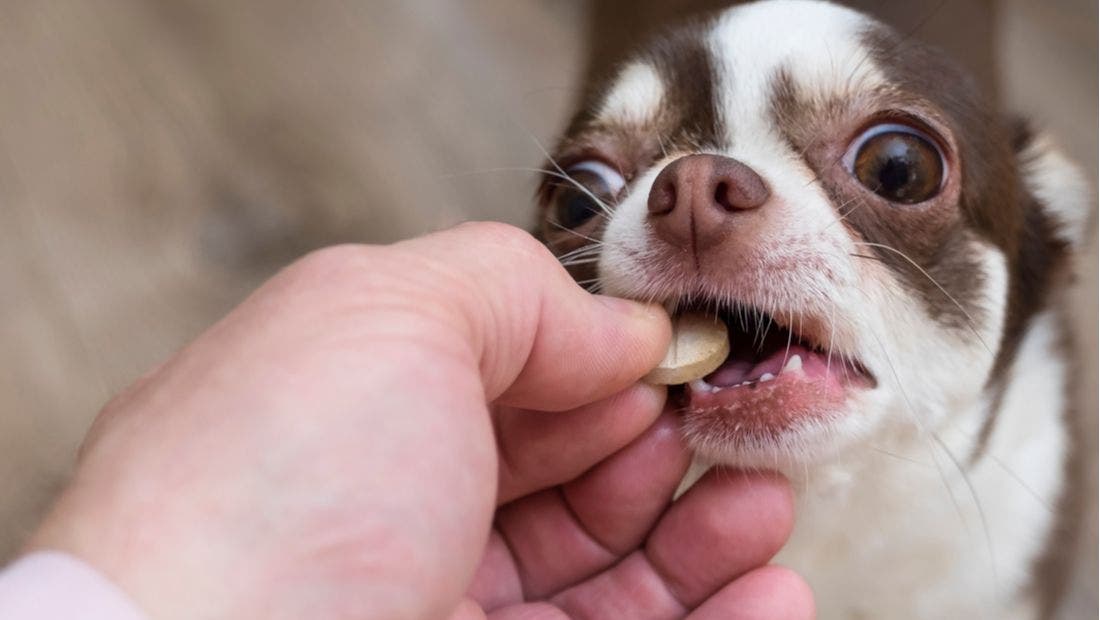 Codeine for Dogs and Cats PetPlace